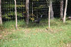 ...our friends, the wild turkeys!  Let's go say hi!