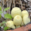 Yellow Fungus