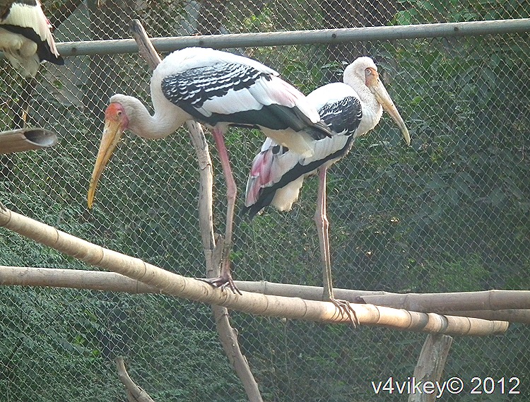  THE PAINTED STORK