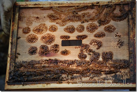Beekeepers 09-11 007