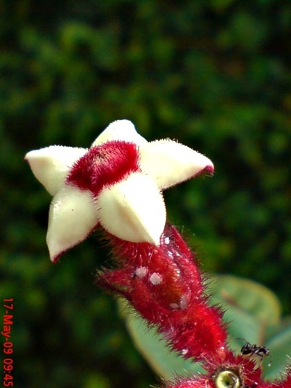 Ashanti Blood or Nusa Indah (Mussaenda erythrophylla) flower_3