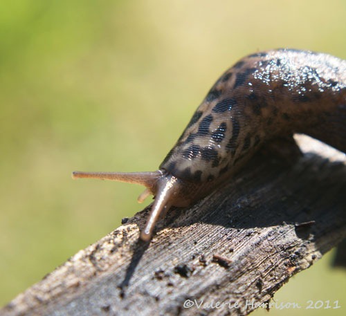 [leopard-slug%255B2%255D.jpg]