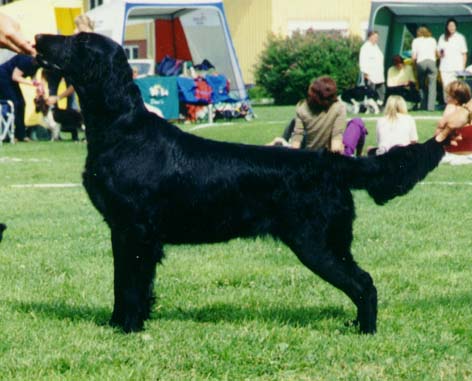 Diva Cacis Woodcock