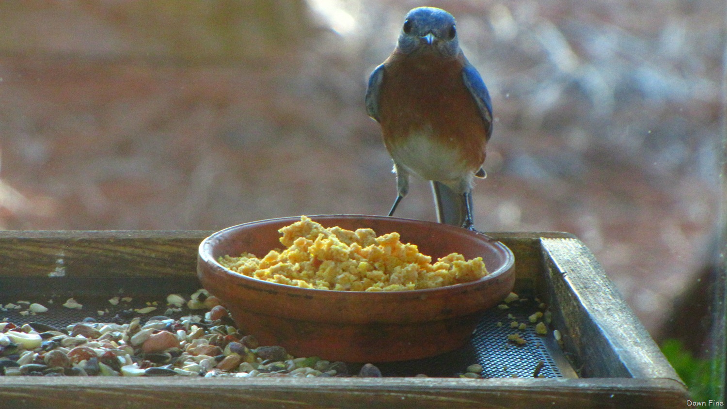 [Margories%2520to%2520see%2520Tanager_071%255B4%255D.jpg]