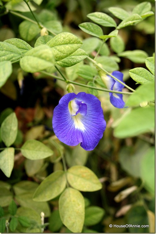 Butterfly Blue Pea Flower