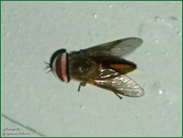 Horse Fly Male Project Noah