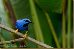 Shining Honeycreeper - Cyanerpes lucidus, Shining Honeycreeper - Cyanerpes lucidus,