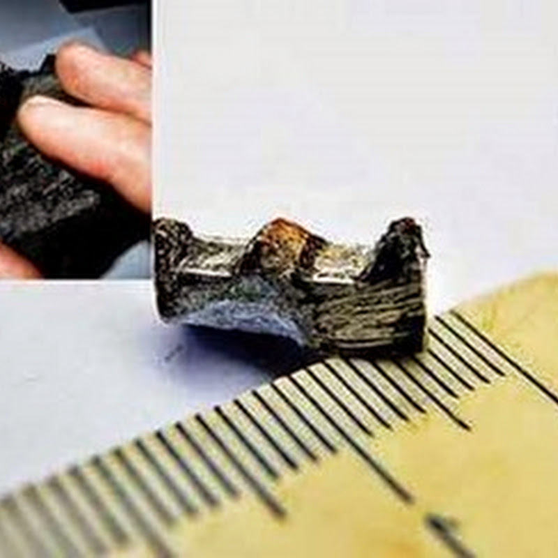 Peça de 300 milhões de anos foi encontrada em Vladivostok