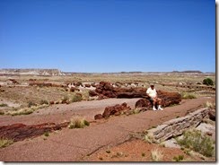 Pertified Forest and Painted Desert, Holbrook, AZ 017