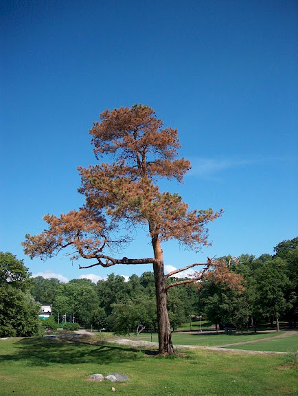 Old pine tree in Kaivopuisto