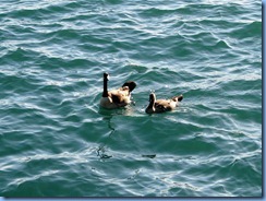 7787 Ontario  - Sault Ste Marie - Canada Geese