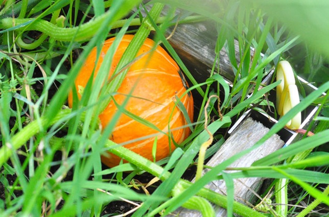 garden_kuri