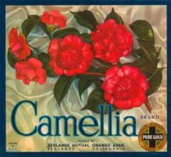 Camellia