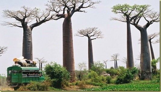 baobab2