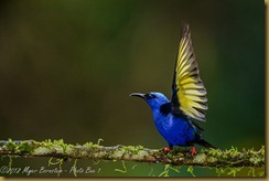 Red-legged Honeycreeper - Cyanerpes cyaneus, Red-legged Honeycreeper - Cyanerpes cyaneus,