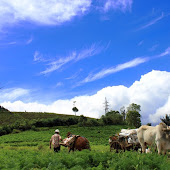 Rurukan Pemandangan Masarang.jpg