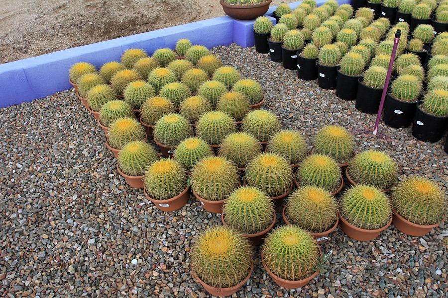 [120728_BBCactus_0152.jpg]