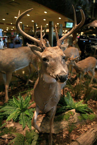 Several mounted deer are on display at Springfield's Bass Pro. Photo Credit: Alex Crowder