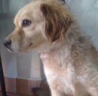 PELUCHIN
AGO-2011
