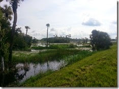 View of Wetlands