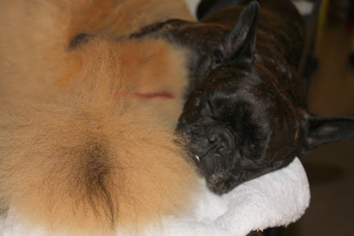 Another long day!  G.K. sure makes a good pillow!