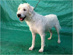 Alondra. Hembra 2 años. Cariñosa, juguetona, activa