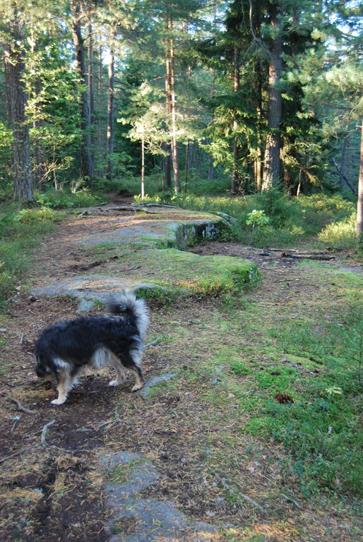 [Tur%2520i%2520skogen%2520sept%252011%2520023%255B6%255D.jpg]