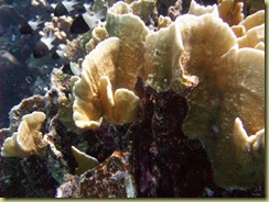 Soft Coral