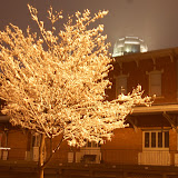 DSC_1203.JPG