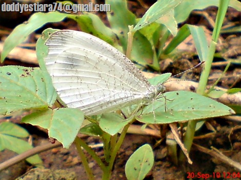 Leptosia nina - Psyche, Black-spotted White 01
