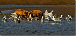 d cubs feeding   gulls_ROT1157 September 01, 2011 NIKON D3S