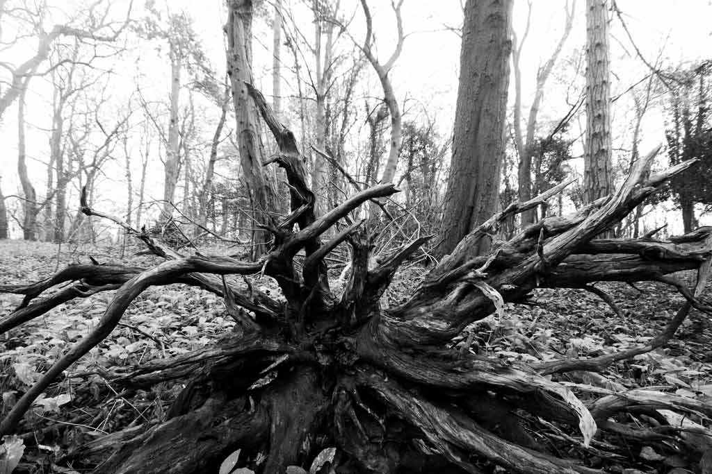 [Roots%255B4%255D.jpg]