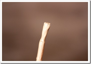 IMG_3387 IMG_3387