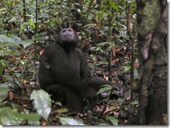 chimpansee 2