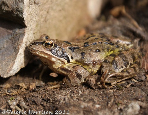 [7%2520frog%255B2%255D.jpg]