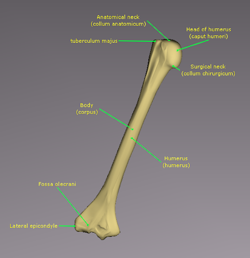 humerus bone anatomy. humerus bone anatomy.