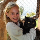 gatti