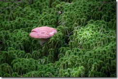 IMG_0889 IMG_0889