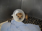 Hi there!  I'm Minnow...well, I wasn't yet Minnow in this photo.  I was at the shelter just waiting and hoping.....I had an emergency surgery and had just been what they call spaded? So that's why I have a silly collar.