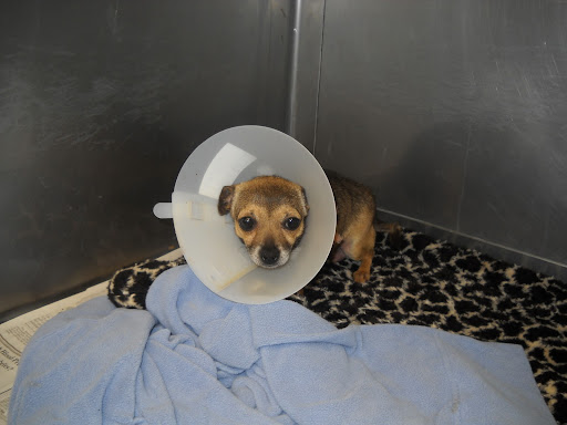 Hi there!  I'm Minnow...well, I wasn't yet Minnow in this photo.  I was at the shelter just waiting and hoping.....I had an emergency surgery and had just been what they call spaded? So that's why I have a silly collar.