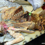 cat_body_cavity_L.JPG