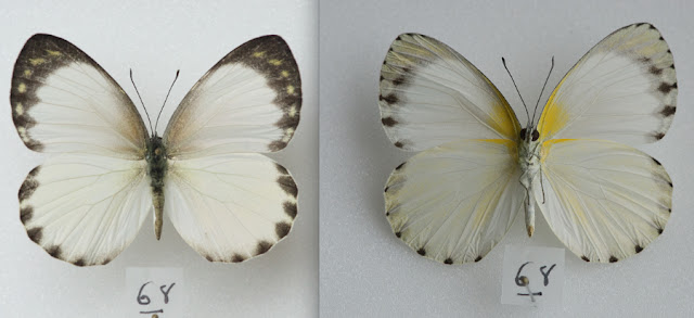 Appias phaola phaola (DOUBLEDAY, 1847), femelle. Ebogo (Cameroun), avril 2013. Coll. et photo : C. Basset