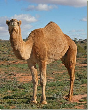 camel-01