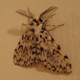 Lymantria monacha - the Black Arches moth is named for its striking pattern of black wiggles on white wings.