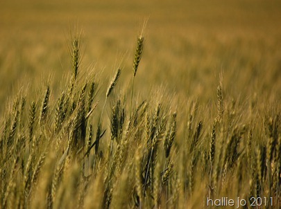 Field6 Field6