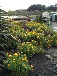 the garden is sustained by a constant supply of goat compost