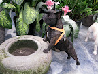 This is some stone dog bowl!