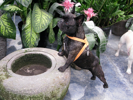 This is some stone dog bowl!