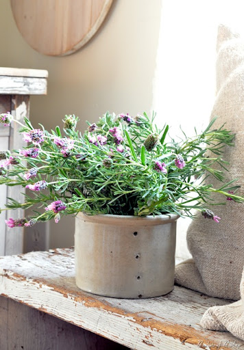 Лаванда в горшке