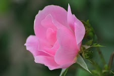 DSC_1680.JPG